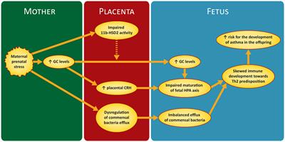 Frontiers | Prenatal Maternal Stress And The Risk Of Asthma In Children